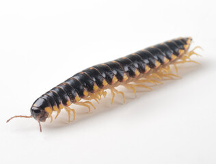 Yellow and Black Flat Millipede