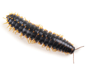 Yellow and Black Flat Millipede