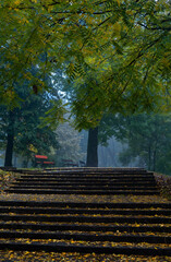 Fototapeta premium autumn in the park