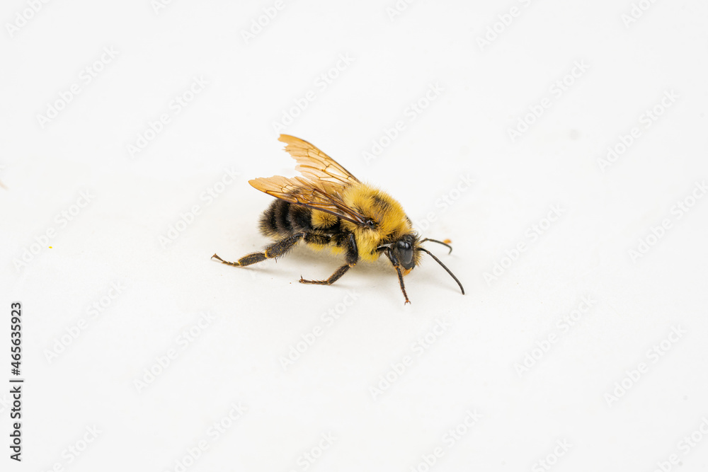 Wall mural Bumble Bee on white