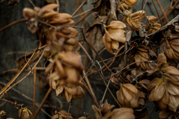 Dried golden hops in autumn