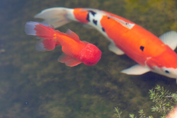 Koi carp in an outdoor pool