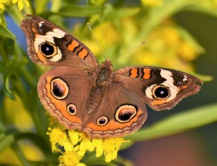 Buckeye butterfly
