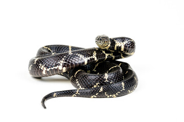 Eastern Kingsnake (Lampropeltis getula) on white