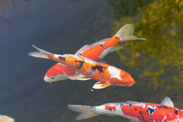 Koi carp in an outdoor pool