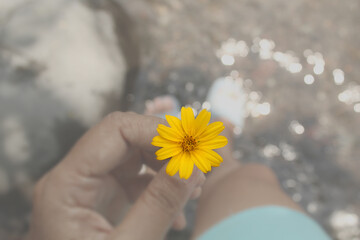 Flower in the hand. Hand of person holding tiny little yellow daisy flower on a soft blurry white...