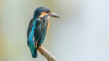 Kingfisher