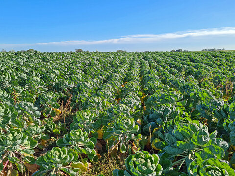 Field full of brussels sprouts in the countryside from the Netherlands