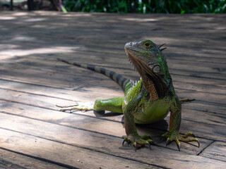 Green Iguana (Iguana Iguana) Large Herbivorous Lizard Stands on a Wooden Dock in the Botanical Garden in Medellin, Colombia
