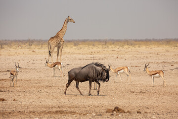 Fototapeta na wymiar Blue wildebeest in Etosha National Park, Namibia. Springboks and giraffe in the background