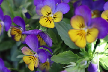 purple and yellow