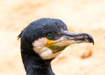 Cormoran