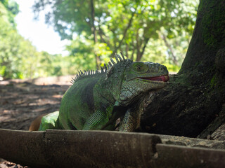 Green Iguana (Iguana Iguana) Large Herbivorous Lizard Stands Feeds in the Botanical Garden in Medellin, Colombia