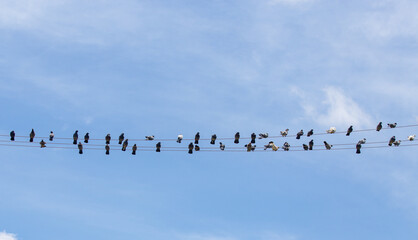 Many domestic pigeons perched on light wire on blue sky background.Selective focus