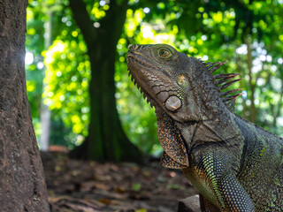 Fototapeta premium Green Iguana (Iguana Iguana) Large Herbivorous Lizard Stares at a Tree in the Botanical Garden in Medellin, Colombia