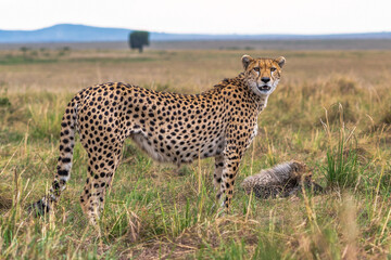 cheetah and cub
