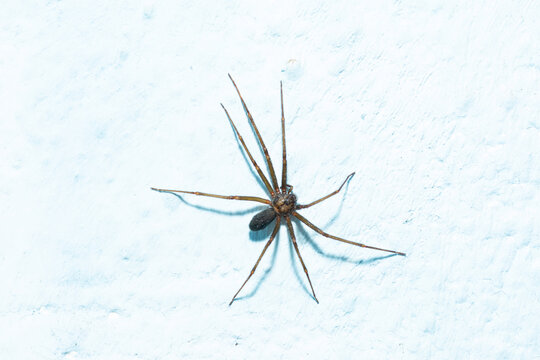 ara&ntilde;a