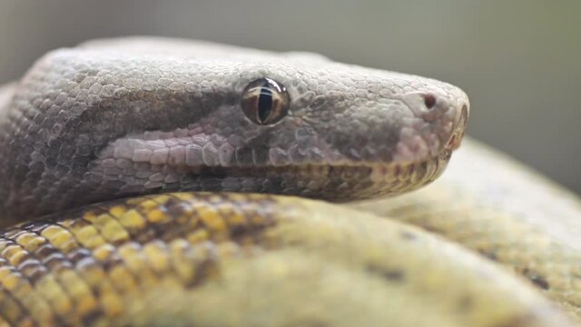 Close up of a Python snake in the wild. High quality 4k footage