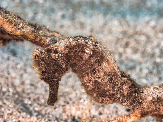 Seascape with Seahorse in the coral reef of Caribbean Sea, Curacao