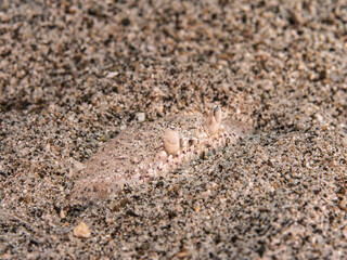 Seascape with hidden crab on sandy ground in the coral reef of Caribbean Sea, Curacao