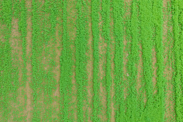 Green field. Texture for designer background. A place to write text.