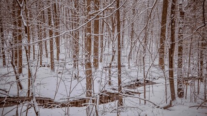 Fototapeta premium Creek in Snowy Forest