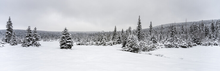 Trees covered by snow. Winter in mountain forest.