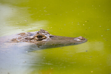 Brazilian alligator with its head sticking out of the water in fine detail. Portrait