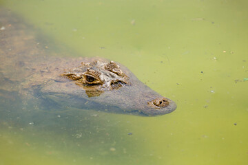 Brazilian alligator with its head sticking out of the water in fine detail. Close-up