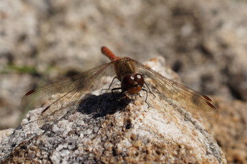 Rote Libelle auf Stein