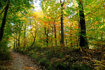 Un sentiero nel bosco in una giornata d'autunno.