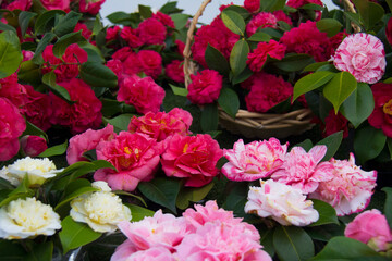 Beautiful Camellias blooming with dark green leaves.