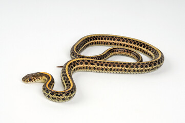 Plains garter snake // Tiefland-Strumpfbandnatter, Prärie-Strumpfbandnatter (Thamnophis radix)