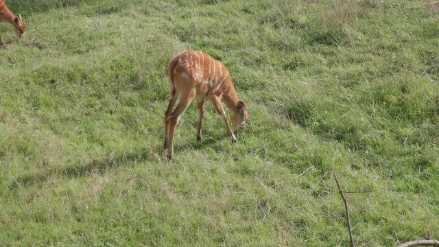 A red-striped baby antelope sitatunga grazes in a meadow and eats grass. A wild hoofed animal similar to a deer, roe deer or fallow deer.