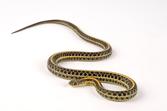 Plains garter snake // Tiefland-Strumpfbandnatter, Prärie-Strumpfbandnatter (Thamnophis radix)