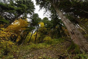 Walking in the Marguareis Natural Park, Pesio Valley Maritime Alps, Cuneo, Italy
