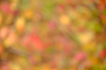 Nature abstract orange and yellow gold red bokeh blurred background,Sunlight shining to the leaves under the tree.Beautiful nature bokeh background landscape and defocused