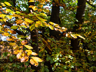 Autumn atmosphere in a woodland of Lake Como Alps