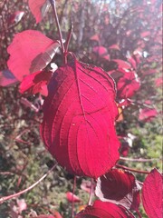 Magnifique feuille rouge pendant la saison d'automne, prête à se décrocher de sa branche, de toute beauté naturelle, dans un buisson coloré et de culture, changement de couleur de la nature