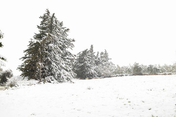 Beautiful snowy landscape with evergreen spruce tree during a snowfall, Salento, Italy