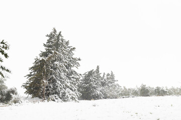 Beautiful snowy landscape with evergreen spruce tree during a snowfall, Salento, Italy