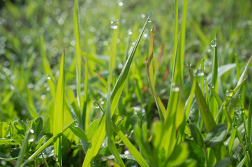 Beautiful ground green grass on a winter sunset