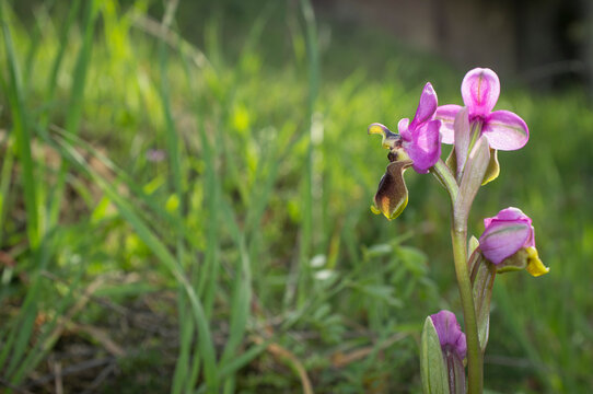 Beautiful wild rare orchid pink Ophrys tenthredinifera