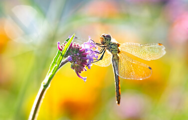 Dragonfly sitting on flower on a sunny spring or summer day, clean environment eco background with...
