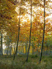 view of a platanus orientalis tree forest in autumn at sunset - autumnal background