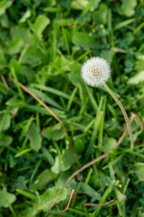 white flower nature garden 