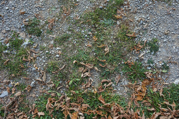 Grass and leaves on the Nature
