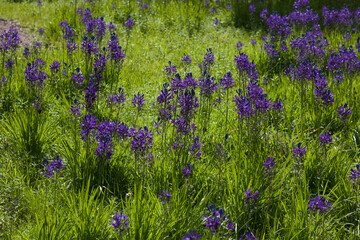 Beautiful purple blue spring flowers in lush bright green meadow