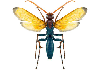 Illustration of colorful wasp/bee on white background	