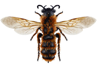 Illustration of black wasp/bee on white background	